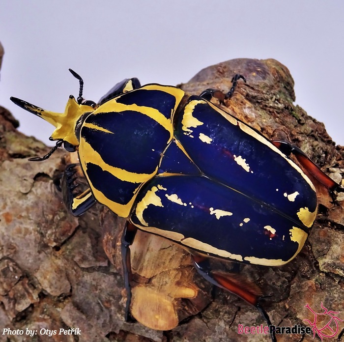 Mecynorrhina torquata ugandensis (blue) Beetleparadise